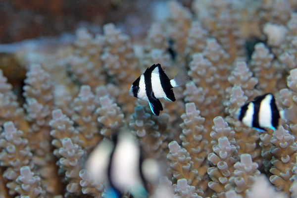 ミスジリュウキュウスズメダイ