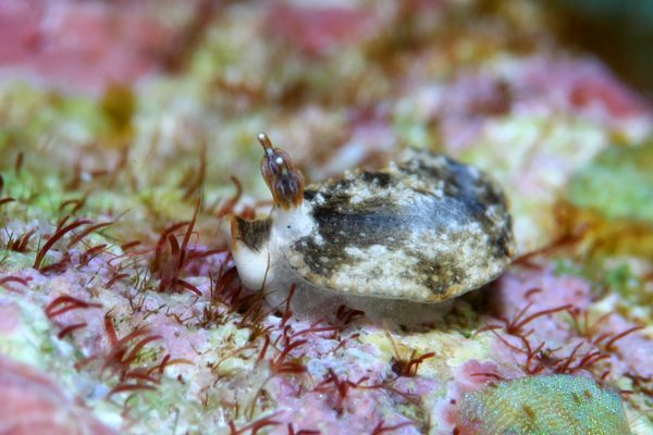 クチヒゲオトメウミウシ