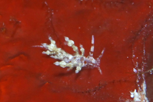 ヒョウタンミノウミウシ