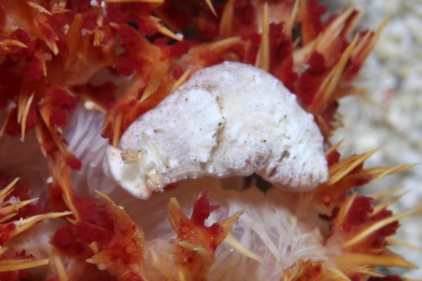 イボオトメウミウシ