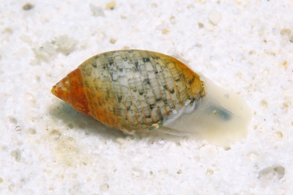 コシイノミガイ