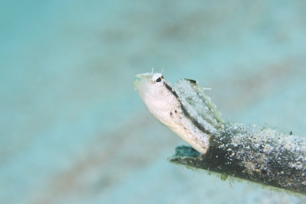 カザハナニジギンポ