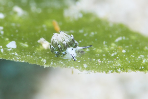 ウサギモウミウシ