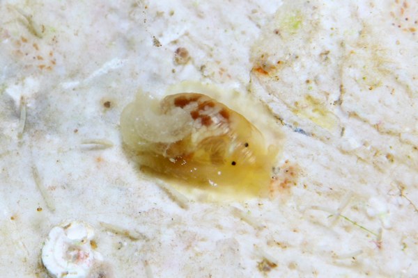 フシエラガイ科の一種