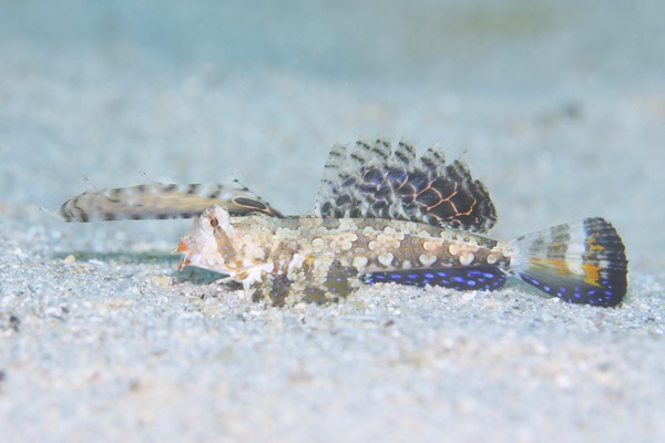 イッポンテグリ