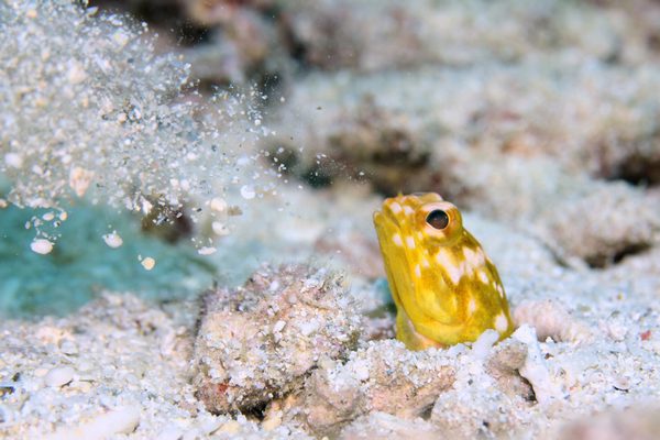 ホシカゲアゴアマダイ