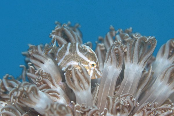 スダレカワハギ