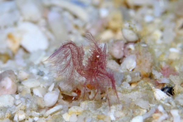 フィコカリス・シムランス