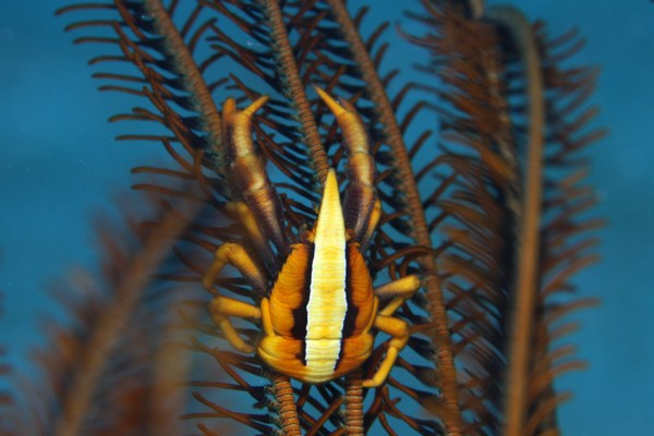 コマチコシオリエビ