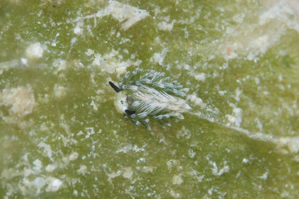 ウサギモウミウシ