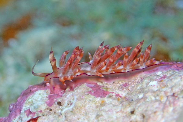 コルフェリナ・フラマ