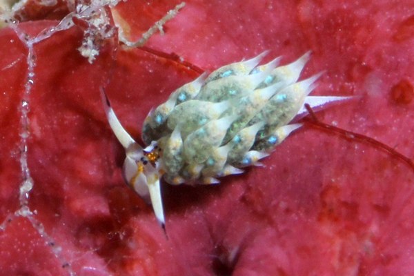 テングモウミウシ