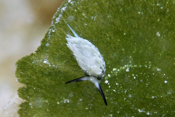 ウサギモウミウシ