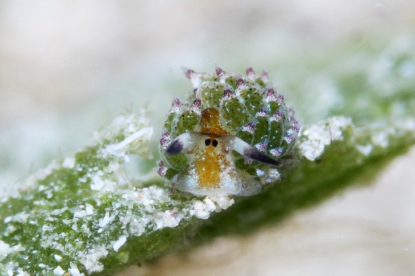 クサイロモウミウシ