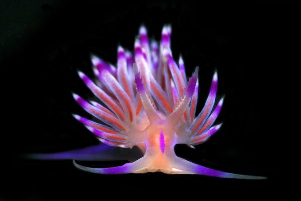 ロータスミノウミウシ