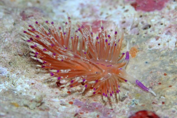 シテンサンドラウミウシ