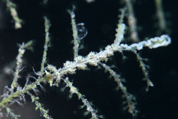 ナナフシウミウシ