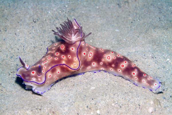 ニシキウミウシ