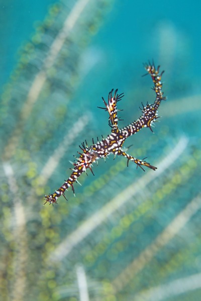 ニシキフウライウオ