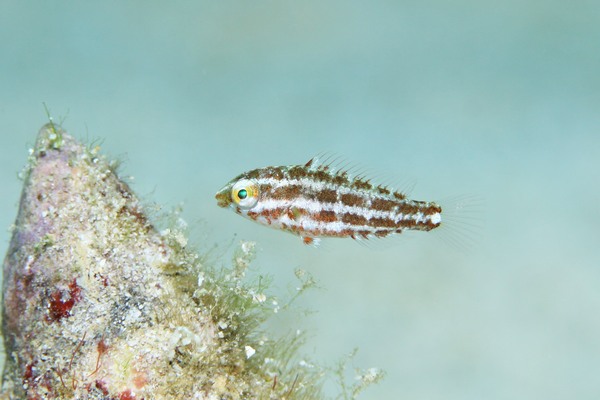 シロオビブダイ