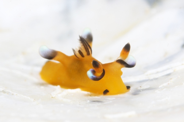 ウデフリツノザヤウミウシ