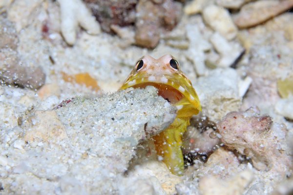 ホシカゲアゴアマダイ