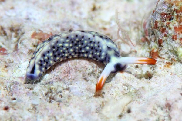 ヨゾラミドリガイ