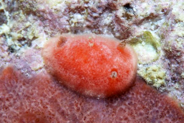 ガルガメッラ属の一種