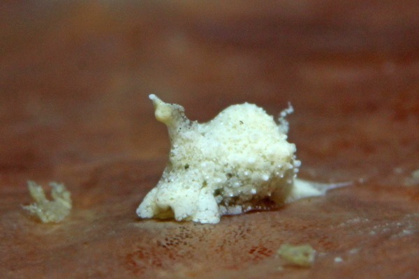 マメツブウミコチョウ