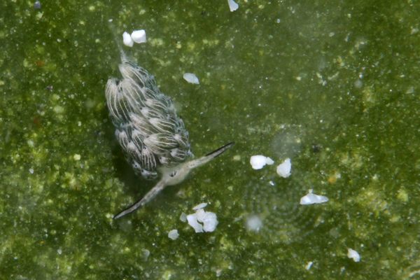 ウサギモウミウシ