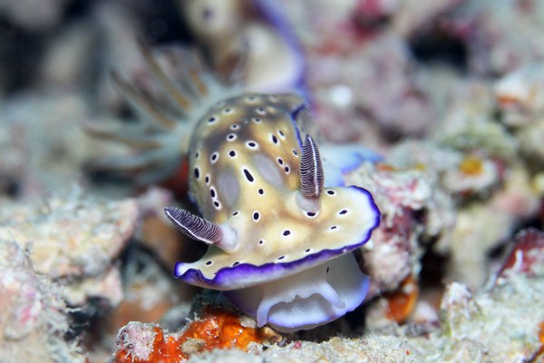 マダライロウミウシ