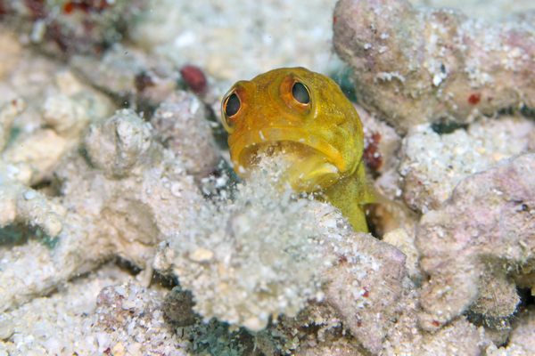 ホシカゲアゴアマダイ