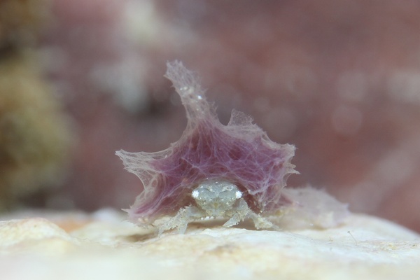 シカクイソカイカムリ