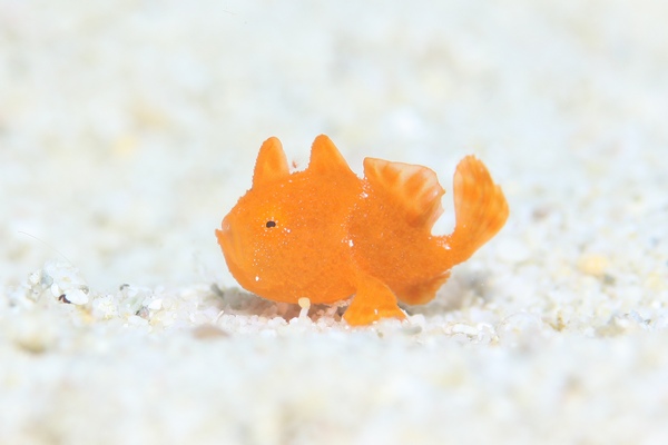 オオモンカエルアンコウ