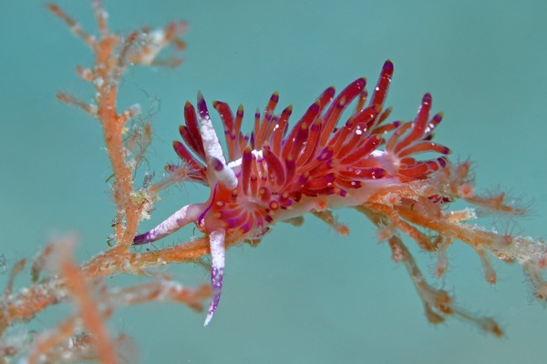 アンヘルミノモドキ