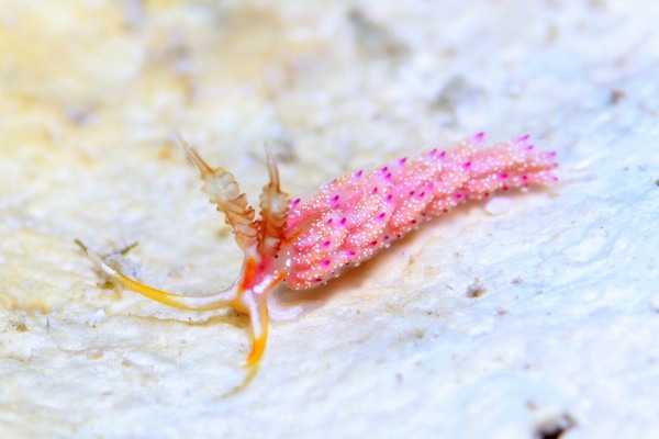 トモエミノウミウシ属の一種