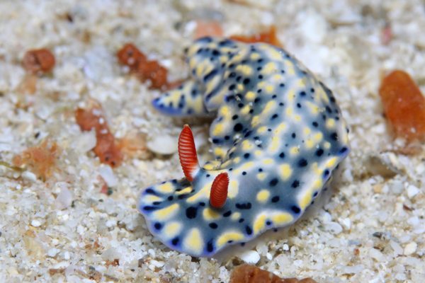 ホシゾラウミウシ