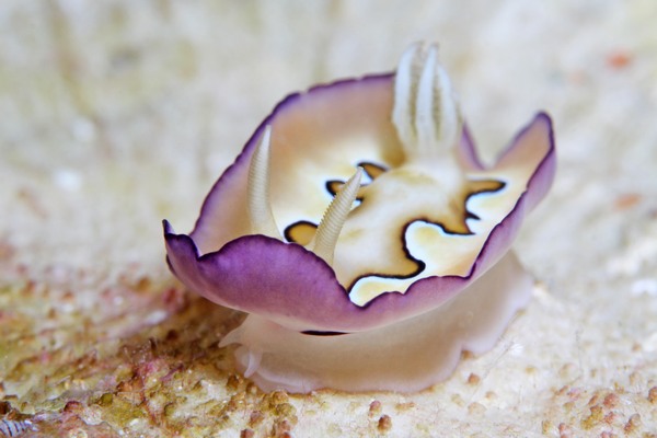 シラナミイロウミウシ