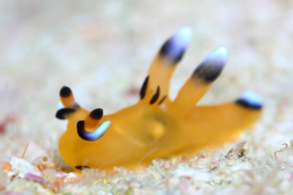 ウデフリツノザヤウミウシ