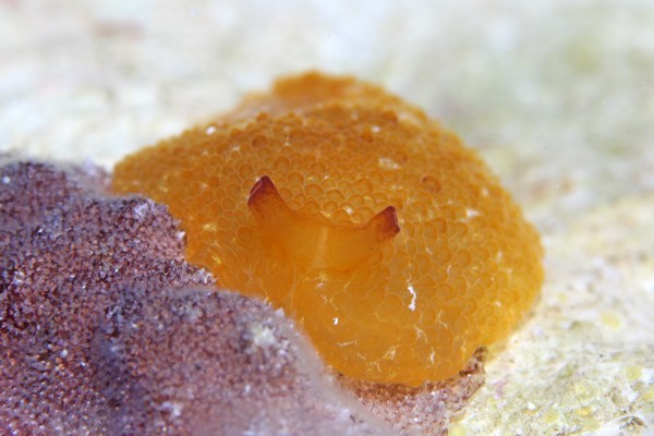 カメノコフシエラガイ