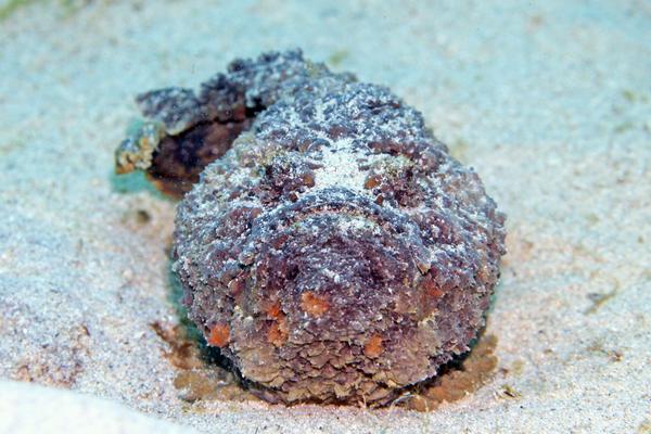 オニダルマオコゼ