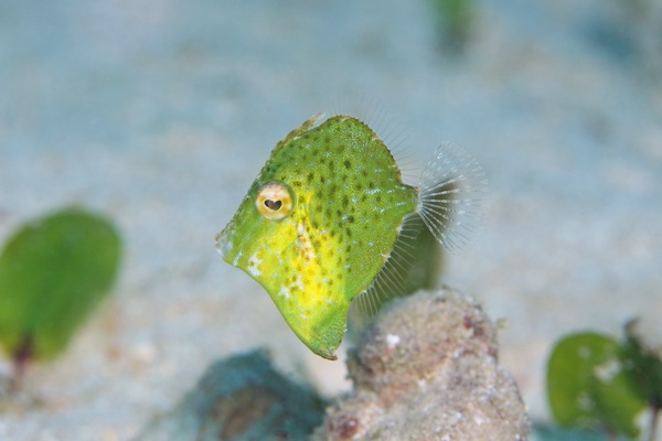 セダカカワハギ