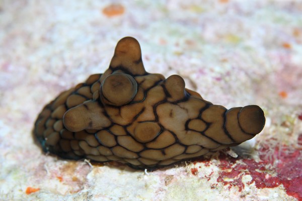 イボベッコウタマガイ