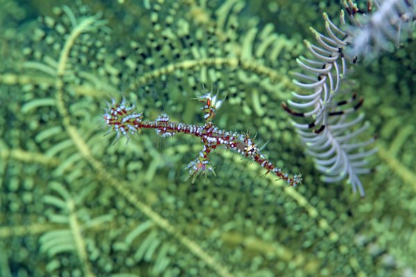 ニシキフウライウオ