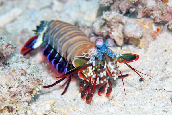 モンハナシャコ