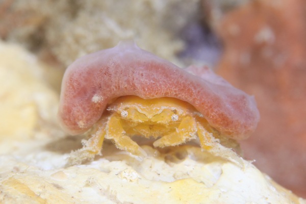 シカクイソカイカムリ