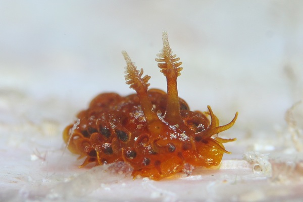 ショウジョウウミウシ