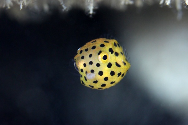 ミナミハコフグ