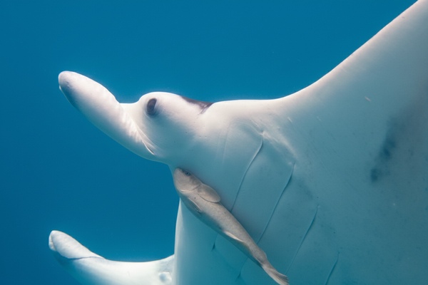 ナンヨウマンタ