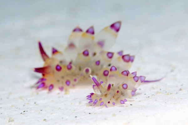 サーシャコヤナギウミウシ